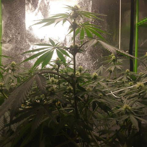 Pineapple Express growlog timeline photo