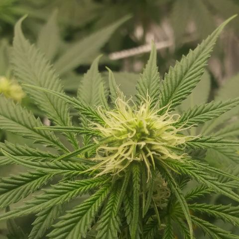 Pineapple Express growlog timeline photo