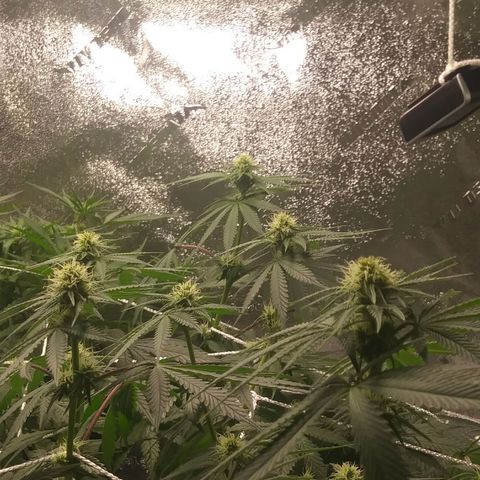 Pineapple Express growlog timeline photo