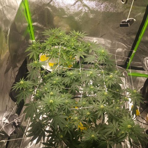 Pineapple Express growlog timeline photo