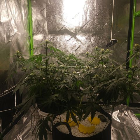Pineapple Express growlog timeline photo