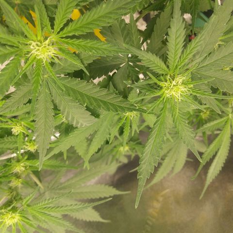 Green Cush growlog timeline photo