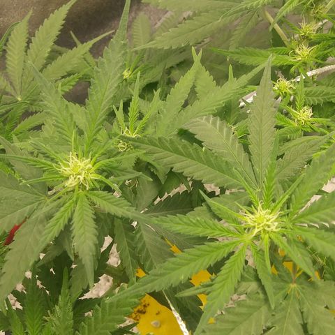 Green Cush growlog timeline photo