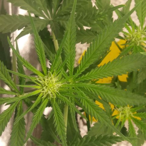 Green Cush growlog timeline photo