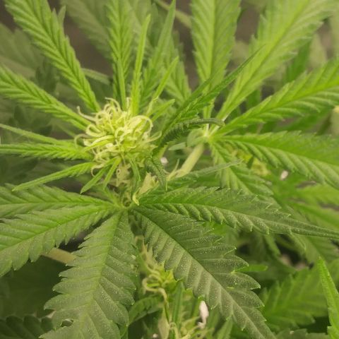 Green Cush growlog timeline photo