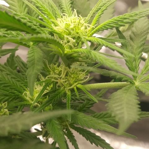 Green Cush growlog timeline photo