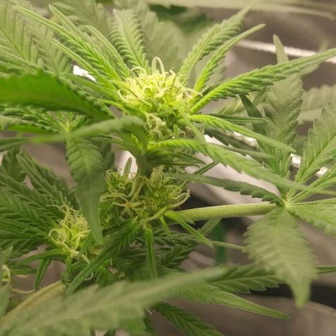 Green Cush growlog timeline photo
