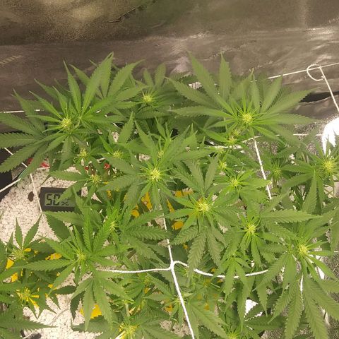 Green Cush growlog timeline photo