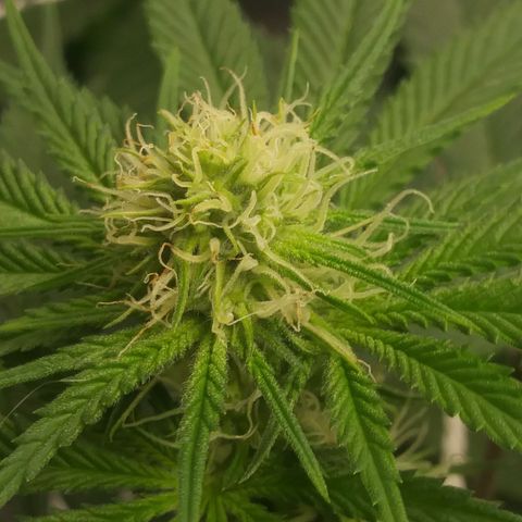Pineapple Express growlog timeline photo