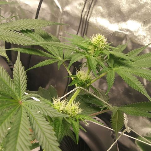 Pineapple Express growlog timeline photo