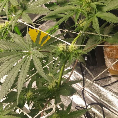 Pineapple Express growlog timeline photo