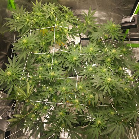 Pineapple Express growlog timeline photo