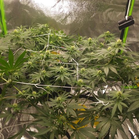 Pineapple Express growlog timeline photo