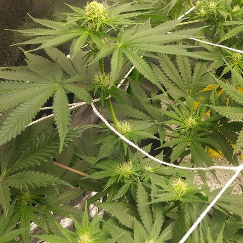 Pineapple Express growlog timeline photo