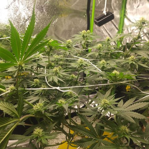 Pineapple Express growlog timeline photo