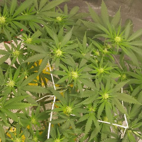 Green Cush growlog timeline photo