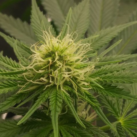 Pineapple Express growlog timeline photo