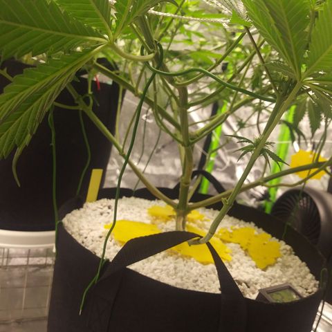 Pineapple Express growlog timeline photo
