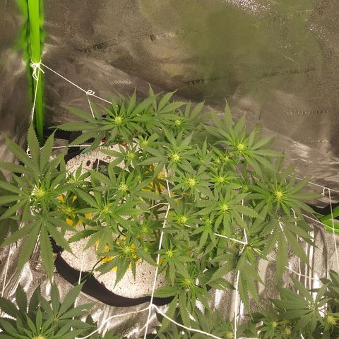 Green Cush growlog timeline photo
