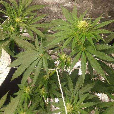 Pineapple Express growlog timeline photo