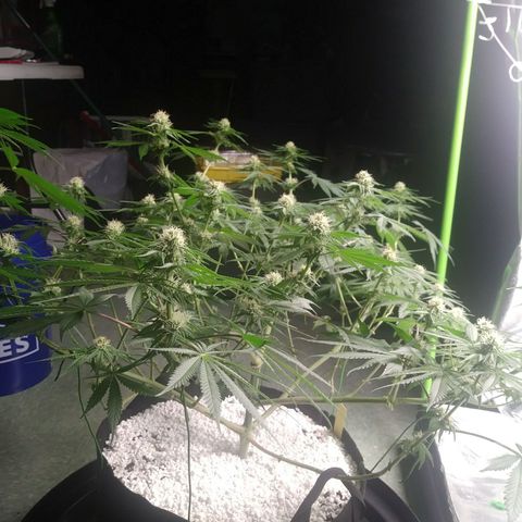 Pineapple Express growlog photo: After Watering
