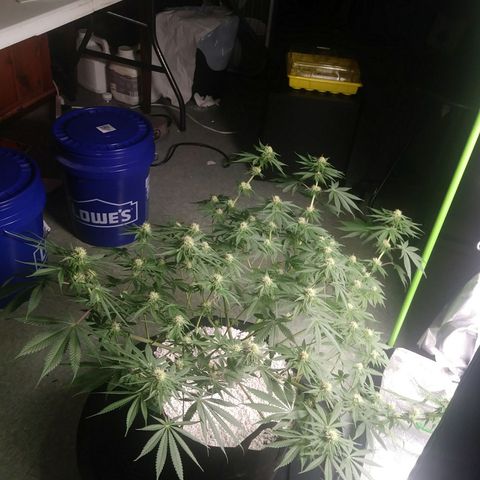 Pineapple Express growlog photo: After Watering
