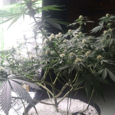 Pineapple Express growlog photo: After Watering