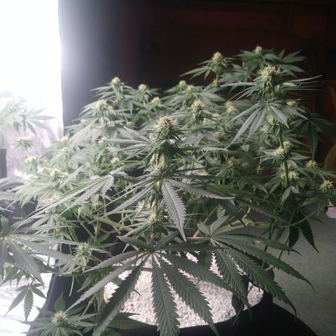 Pineapple Express growlog photo: After Watering