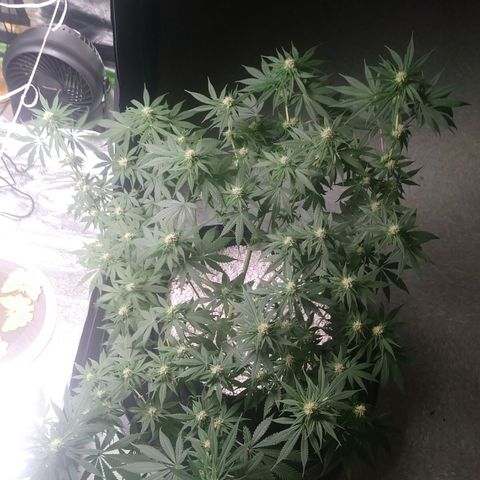 Pineapple Express growlog photo: After Watering