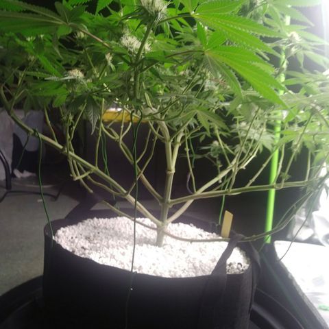 Pineapple Express growlog photo: After Watering