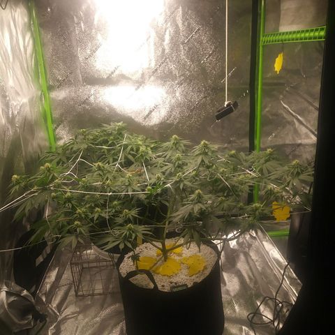 Pineapple Express growlog timeline photo