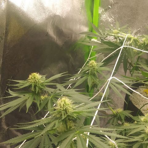 Pineapple Express growlog timeline photo