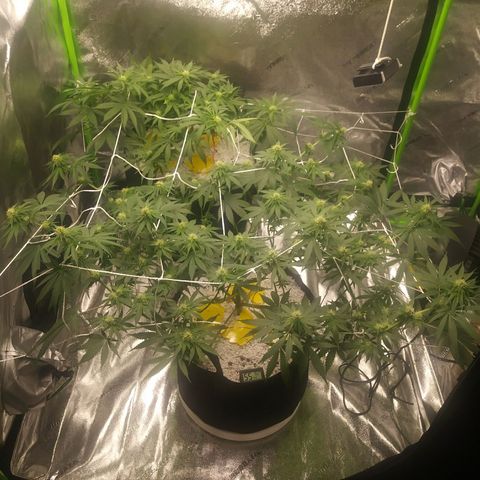 Pineapple Express growlog timeline photo