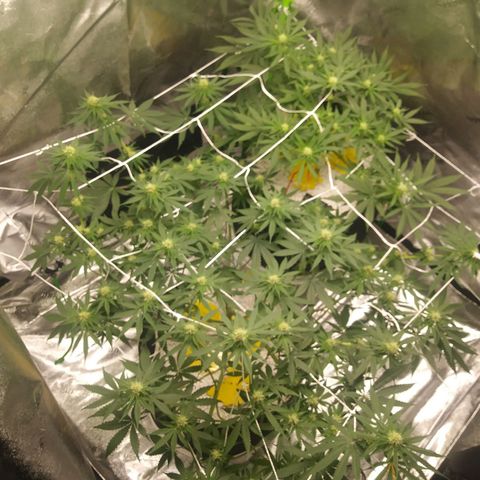 Pineapple Express growlog timeline photo