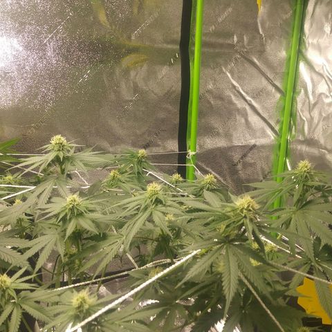 Pineapple Express growlog timeline photo