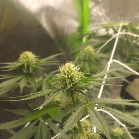 Pineapple Express growlog timeline photo