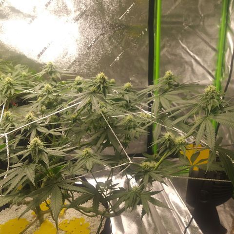 Pineapple Express growlog timeline photo