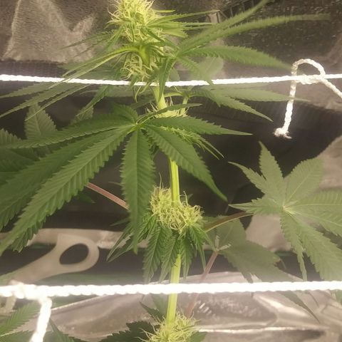 Pineapple Express growlog timeline photo