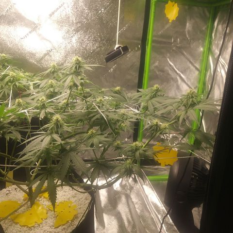 Pineapple Express growlog timeline photo