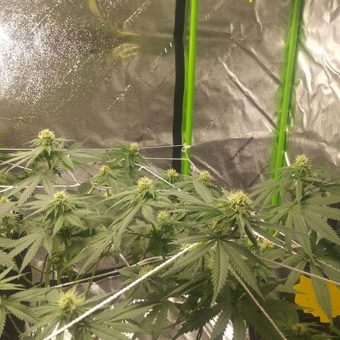 Pineapple Express growlog timeline photo