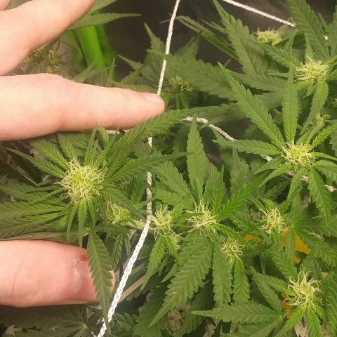Green Cush growlog timeline photo