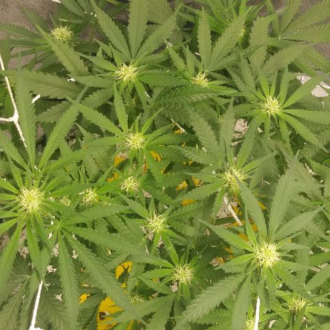 Green Cush growlog timeline photo