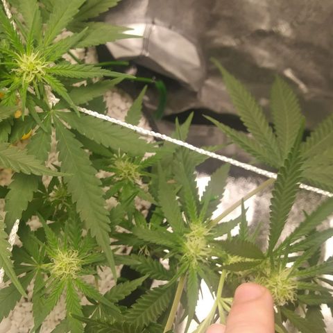Green Cush growlog timeline photo