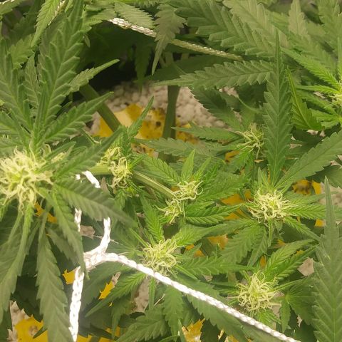Green Cush growlog timeline photo