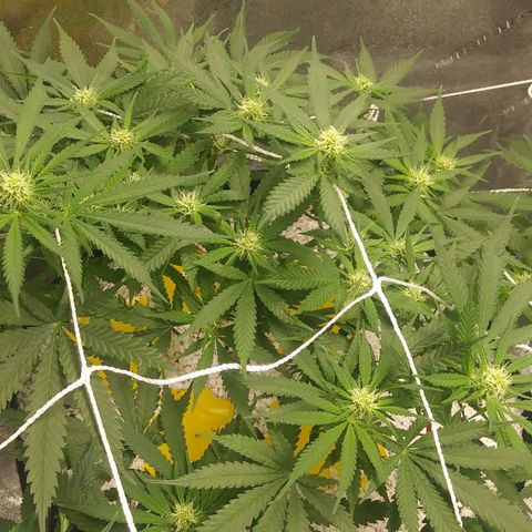 Green Cush growlog timeline photo