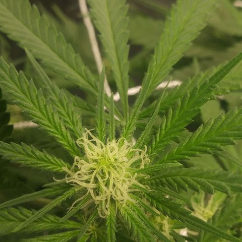 Green Cush growlog timeline photo