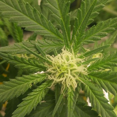 Green Cush growlog timeline photo