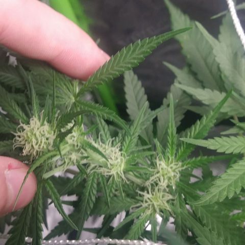 Green Cush growlog timeline photo