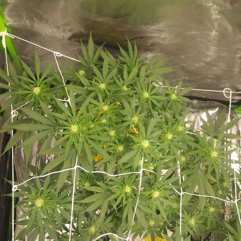 Green Cush growlog timeline photo
