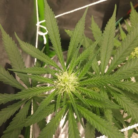 Green Cush growlog timeline photo